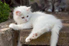 gemutlich auf der treppe weisse katzen katzen katzenbabys