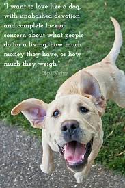 12 Inspirational Quotes Every Dog Lover Should Know Dog Lovers Dog Poems Dogs