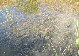 Image result for Potamogeton schweinfurthii