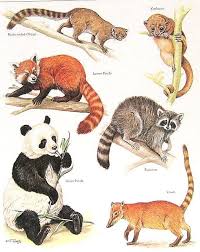 Pin By Meredith Seidl On Animal Planet Charts Animal Book Animals Zoo Animals