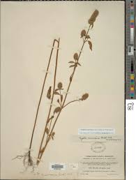 Image result for Cantinoa americana