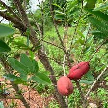 Image result for Hexalobus