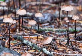 Image result for Marasmius sp.