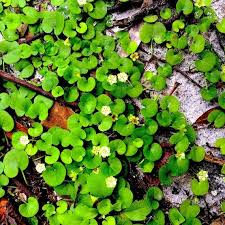 Image result for Dichondra micrantha