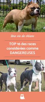 Races De Chiens Considerees Comme Les Plus Dangereuses Top 15 Chiens Dangereux Races De Chiens Chien