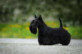 Image result for scottish terrier
