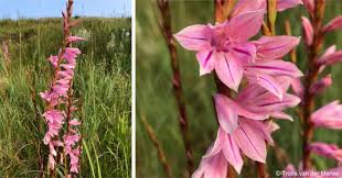 Image result for Watsonia