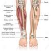 The almost all of the muscles of your legs are considered longs muscles and they are attached to bones so they can create the movements that is so important. Https Encrypted Tbn0 Gstatic Com Images Q Tbn And9gcqcl2fcejddhciahksvx5j Wswk2fencnwharj5evwot63yyatb Usqp Cau