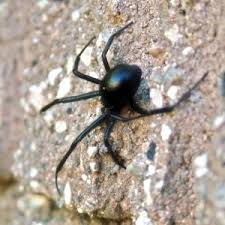The female deposits her eggs in a globular silken container in which they remain camouflaged and guarded. Black Widow Spider For Kids Learn About This Venomous Arachnid