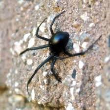 Information and translations of black widow spider in the most comprehensive dictionary definitions resource on the web. Black Widow Spider For Kids Learn About This Venomous Arachnid