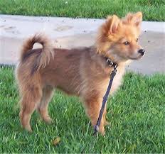 Pomeranian Black American Eskimo Dog Pomimo Pomimos American Eskimo Pom Hybrid Pomeranian Mix Hybrid Dogs American Eskimo Dog Mix