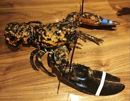 We did not find results for: Rare Calico Lobster Ends Up At Red Lobster Food Wine