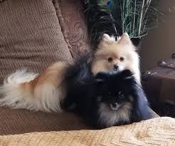 If you are unable to find your newfoundland puppy in our puppy for sale or dog for sale sections, please consider looking thru thousands of newfoundland dogs for adoption. Firefly Puppies Home Facebook
