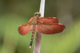 Image result for Chloris mossambicensis