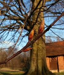 We did not find results for: Fagus Sylvatica Wikipedia La Enciclopedia Libre