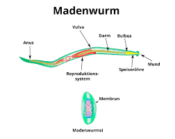 Die ursachen und schwere der krankheit variieren von fall zu fall. Madenwurmer Ursache Symptome Massnahmen