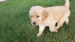 Maybe you would like to learn more about one of these? Leo Light Golden Retriever Puppy Ohio Breeder Youtube