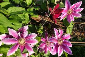 Maybe you would like to learn more about one of these? My Beautiful Clematis Piilu Sara S Kitchen Garden