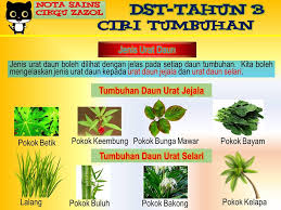 Gejala penyakit asam urat itu biasanya begini. Nota Dunia Sains Tahun 3 Ciri Ciri Tumbuhan Cikgu Zazol