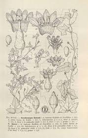 Image result for Corallocarpus bainesii