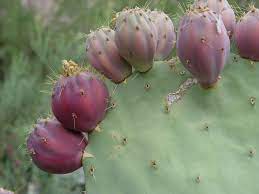 Filtered water, prickly pear puree, agave nectar, lemon juice, natural prickly pear fla. Black Gold Cactus Fruit Garden For Arid Fruit Growing In The Southwest