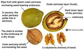 Nut Photos Fruit Seeds Fruit Ripe Fruit