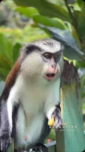 Image result for Monotes africanus