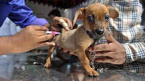 Puppies for sale in the tampa bay region. Humane Society Of Tampa Bay Offering Free Dog Vaccinations Saturday Wtsp Com