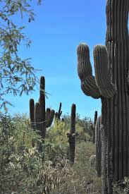 How to buy a saguaro cactus. Plant Of The Month The Mighty Saguaro Water Use It Wisely