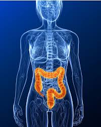 Together, the small and large intestines run from the end of the stomach to the anus. What Is Inflammatory Bowel Disease Live Science