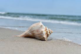 Shell on the sea
