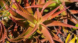 Image result for Aloe cameronii