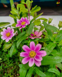 Image result for Zinnia angustifolia