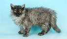 Selkirk Rex - Wikipedia