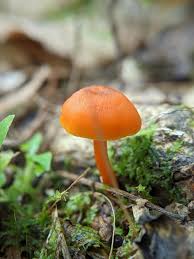 Image result for Marasmius siccus