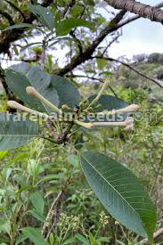 Image result for Argyrolobium fischeri