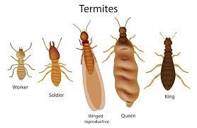 You may wonder how seemingly thousands of ants have found their way to your. How To Handle Termites In Your French Property Beauchamp Estates