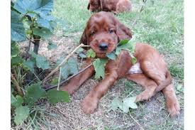 We did not find results for: Irish Setter Im Tiermarkt Von Deinetierwelt