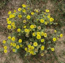 Image result for Pentanema indicum