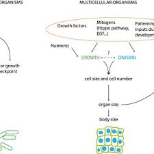 The parts of an animal cell have distinct functions. Pdf Cell Size Homeostasis In Animal Cells