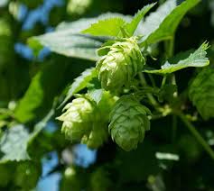 Image result for Cannabaceae