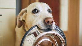 Could Your Dog S Food Make You Sick Everyday Health