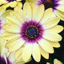 Osteospermum Ecklonis Blue Eyed Beauty African Daisy Blue Eyed Beauty In Gardentags Plant Encyclopedia