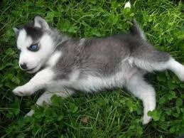 Click here to view dogs in wisconsin for adoption. Funny All White Siberian Husky Puppies For Sale L2sanpiero