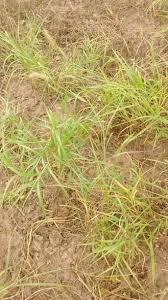 Image result for Enteropogon macrostachyus