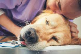 Below are sample costs for cremation and euthanasia from a vets for pets branch in the south east. Having Your Dog Put To Sleep All You Need To Know About Euthanasia