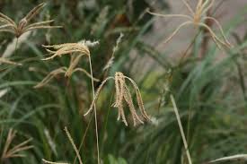 Image result for Eustachys