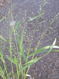 Image result for Eragrostis