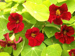 Mahogany Mounding Nasturtium July 22 2013 Winter Spring Blooming Edible Flower Greens Nasturtium Spring Blooms Bedding Plants