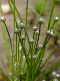 Image result for Eriocaulon africanum